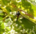 Synanthedon tiphiaeformis cruentata  (cfr.)